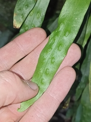 Loxogramme dictyopteris