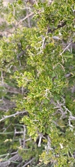Searsia burchellii