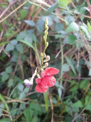 Macroptilium lathyroides