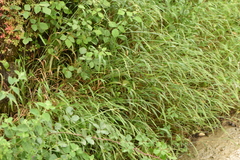 Brachypodium sylvaticum