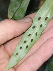 Loxogramme dictyopteris