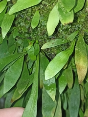 Loxogramme dictyopteris