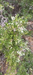 Searsia burchellii