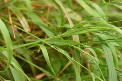 Brachypodium sylvaticum