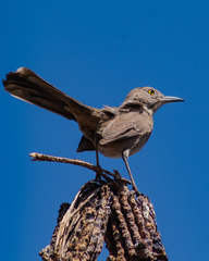 Toxostoma bendirei
