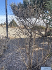 Buddleja alternifolia