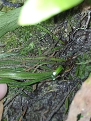 Loxogramme dictyopteris