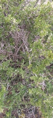 Searsia burchellii