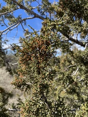 Juniperus arizonica