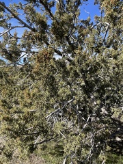 Juniperus arizonica