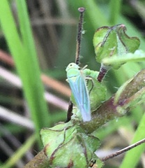 Chlorogonalia