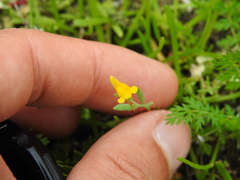Linaria munbyana