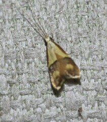 Crocanthes prasinopis