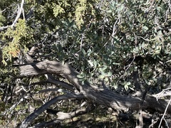 Juniperus arizonica