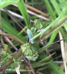 Chlorogonalia