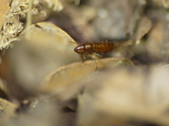 Siphonaptera