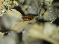 Siphonaptera