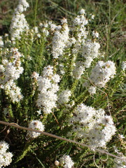 Selago speciosa