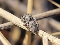 Habronattus coecatus