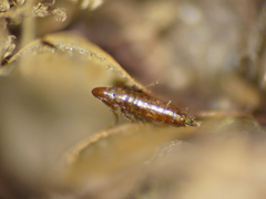 Siphonaptera