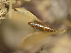 Siphonaptera