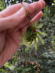 Automeris naranja