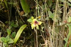 Telipogon latifolius