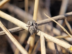 Habronattus coecatus