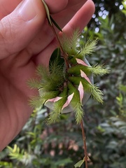 Automeris naranja
