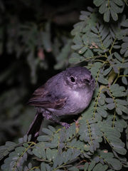 Polioptila