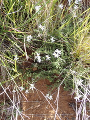 Jamesbrittenia tysonii