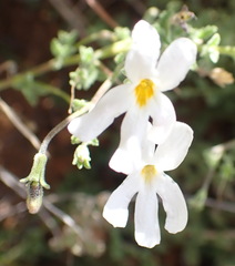 Jamesbrittenia tysonii