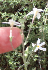 Jamesbrittenia tysonii