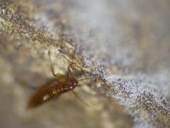 Siphonaptera