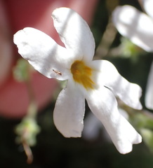 Jamesbrittenia tysonii