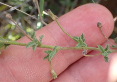 Jamesbrittenia tysonii