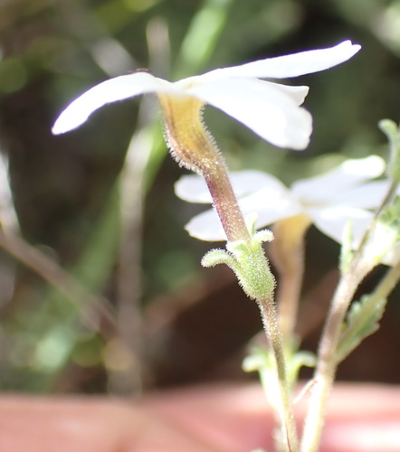 Image of Jamesbrittenia tysonii by (c) Nicola van Berkel, some rights reserved (CC BY-SA)