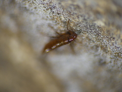 Siphonaptera