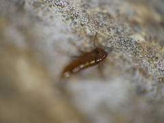 Siphonaptera