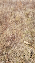 Phalaris arundinacea