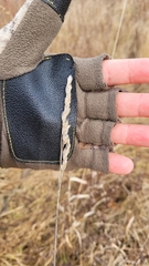 Phalaris arundinacea