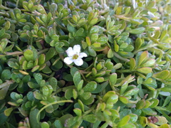 Bacopa