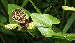 Aristolochia papillaris