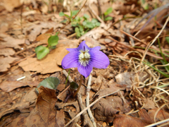 Viola sororia