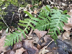 Polypodium appalachianum