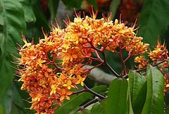 Saraca declinata