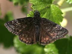Erynnis persius