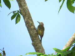 Melanerpes striatus