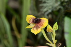 Telipogon latifolius