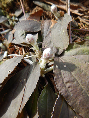 Antennaria solitaria